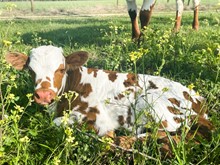 RHR June Carter 