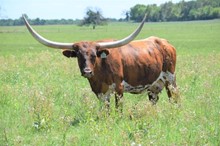 Auze's Queen Coo-ee-oh